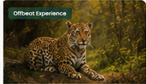 Leopard, on a kill
