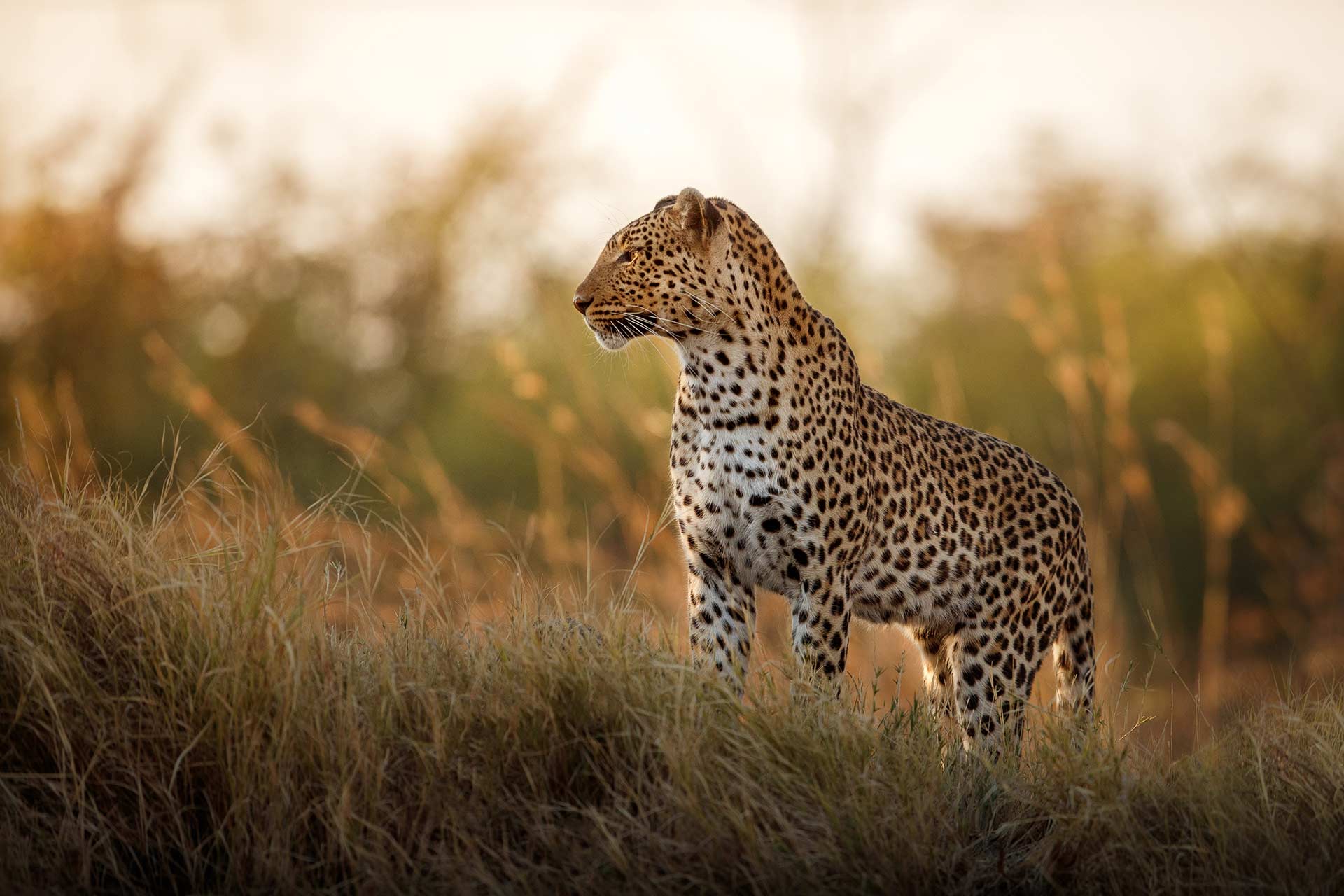 Wildlife slider image 1