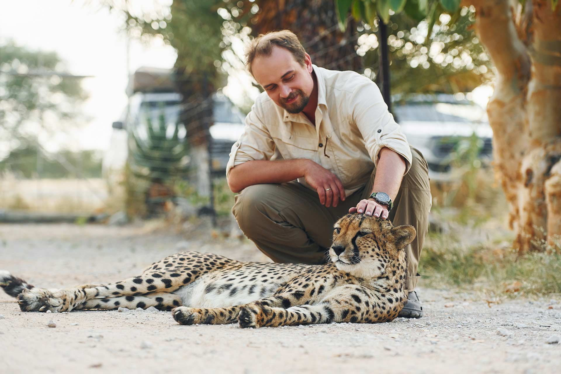 Cheetah encounter