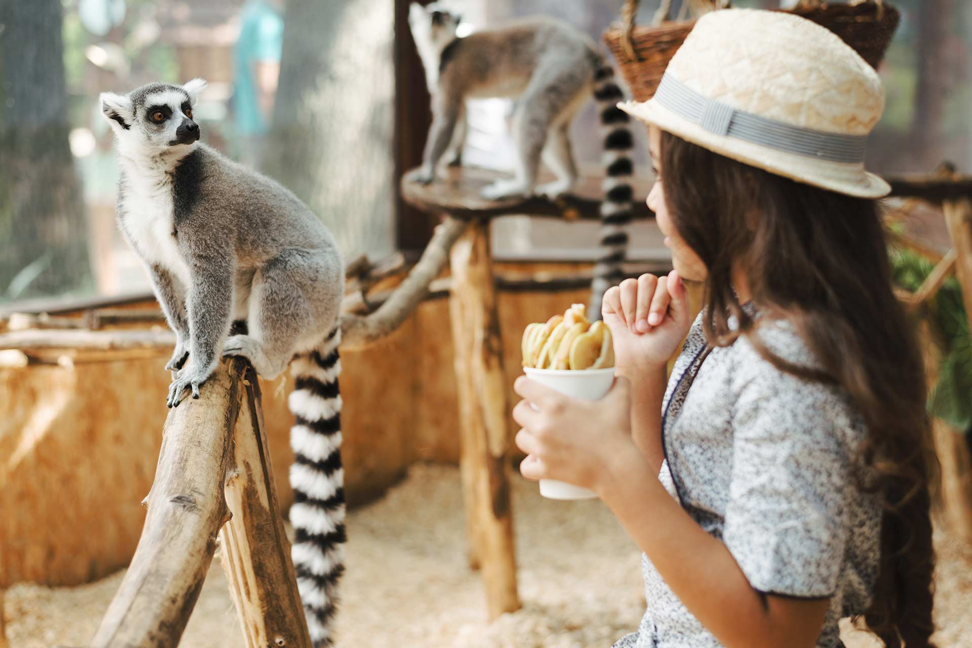 Lemur encounter