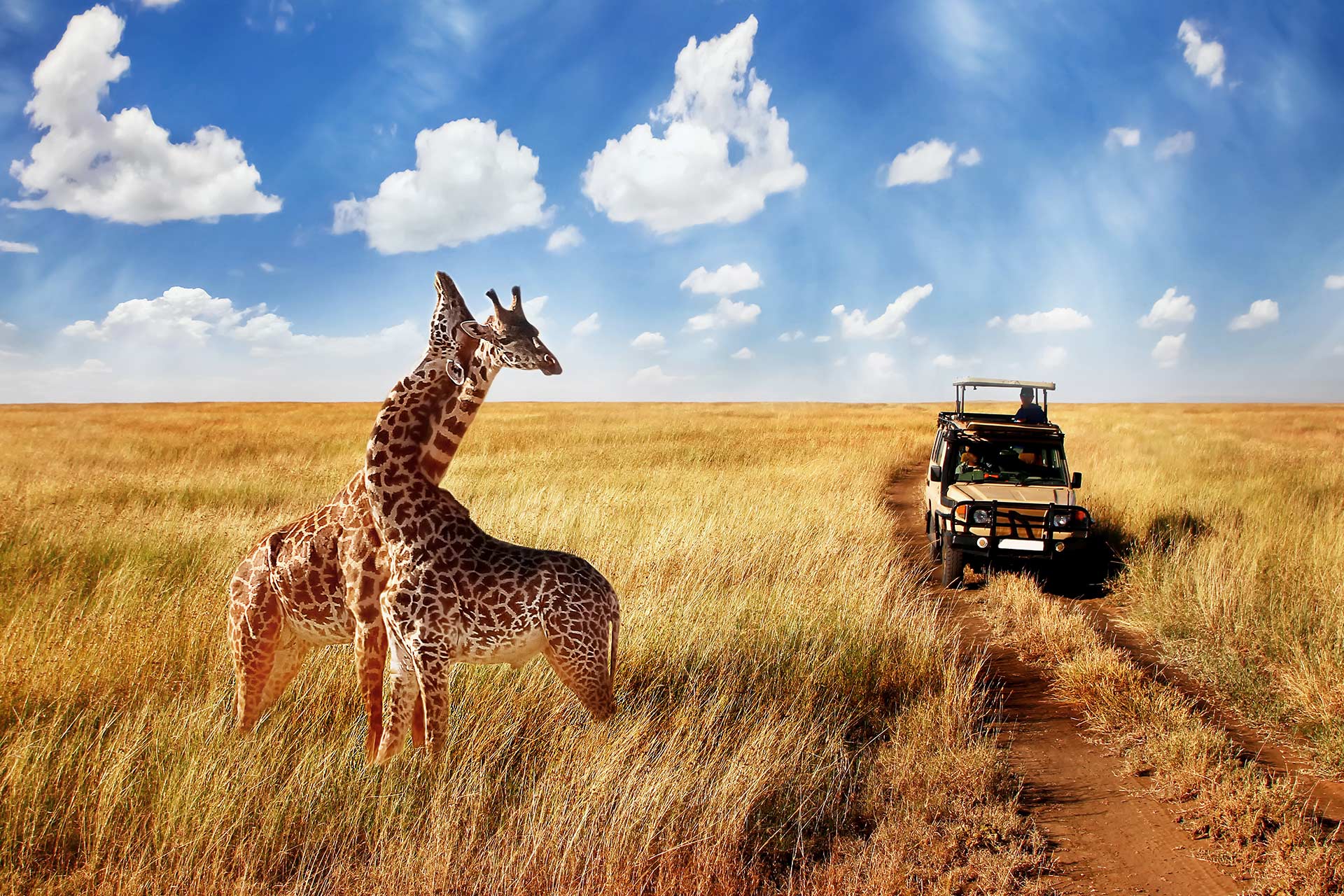 Safari experience