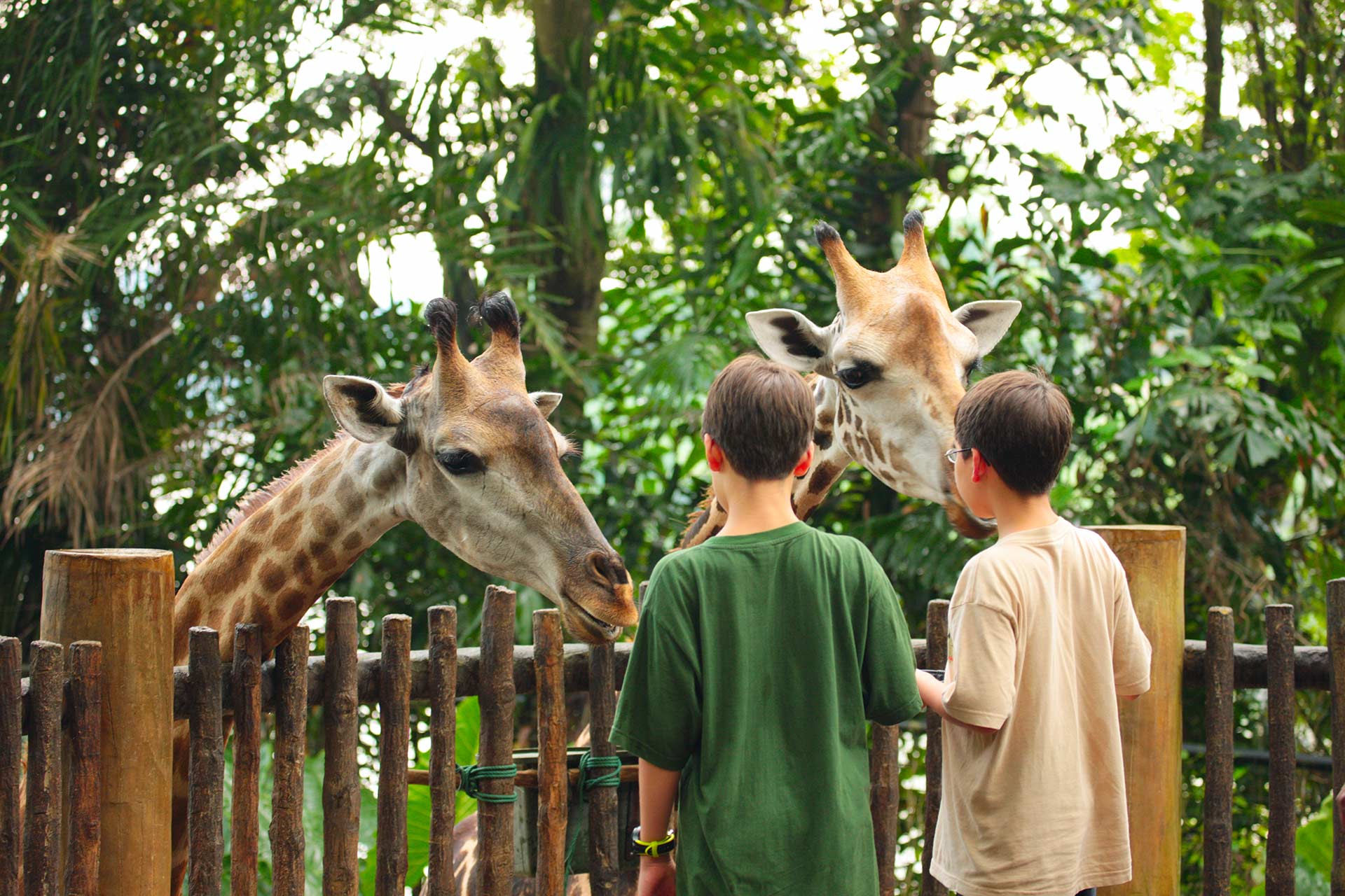 Travelers meeting giraffes