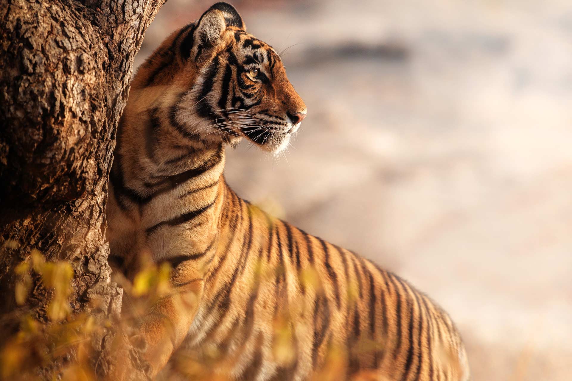 Tadoba-Andhari Tiger Reserve Safari