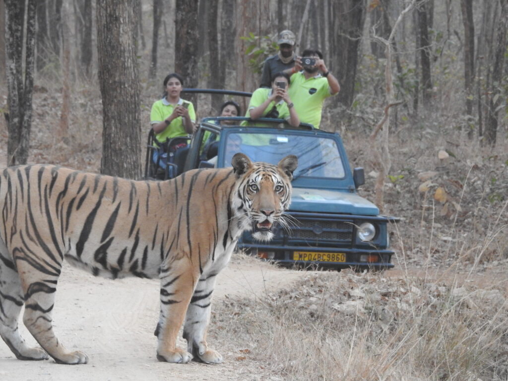 Pench forest