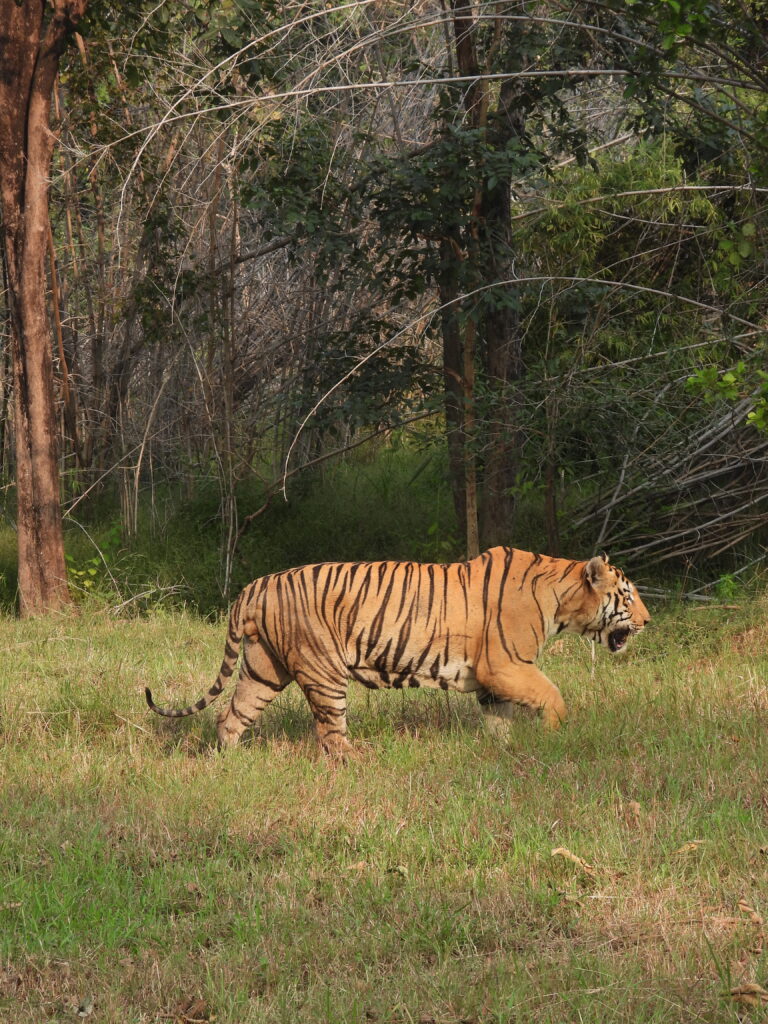 Tadoba-Andhari Tiger Reserve Safari