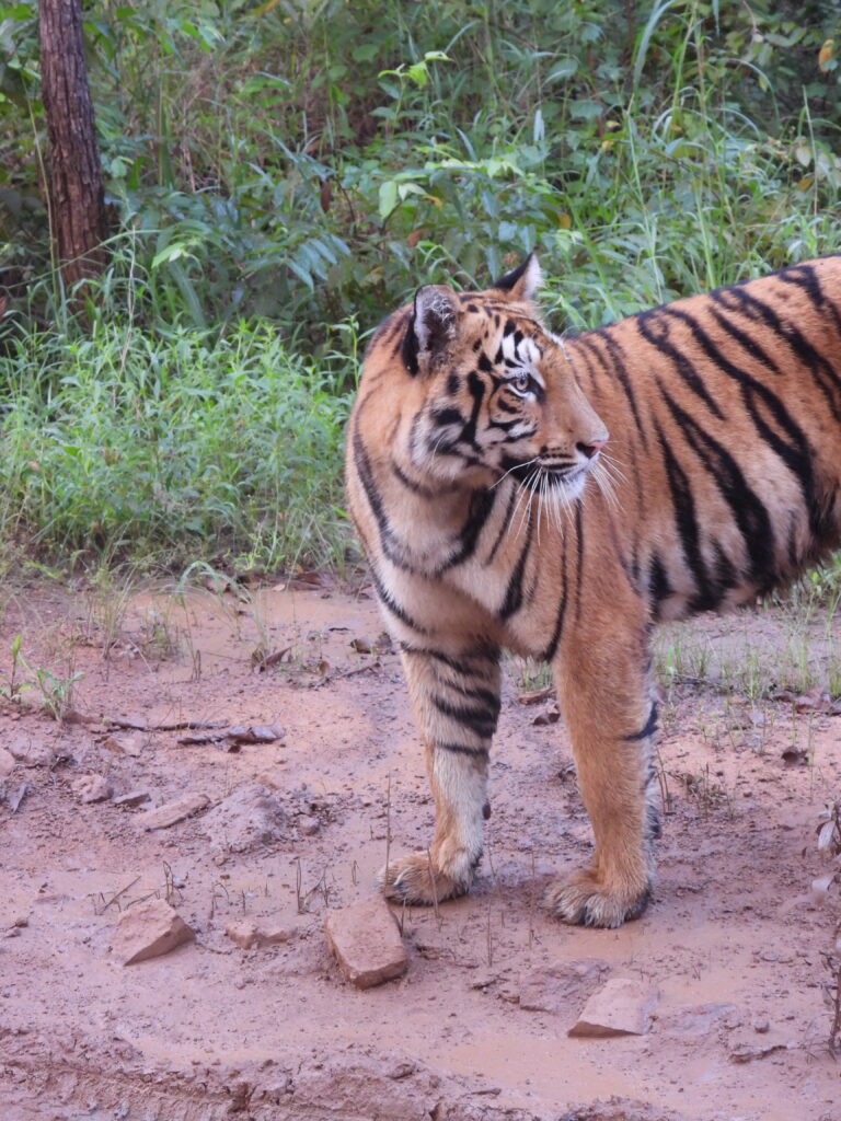 Siddhant