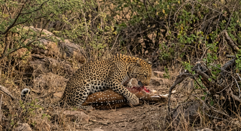 Wildlife moment