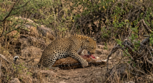 Leopard, on a kill