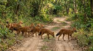 Dhole Pack (5)