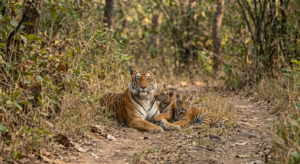 Tigress & 2 cubs