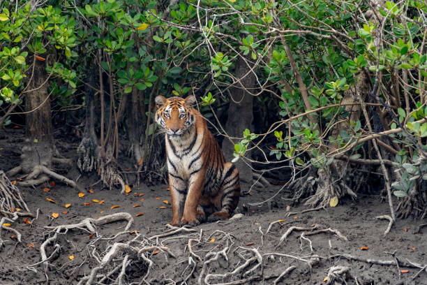 Sundarbans Mangrove Expedition-Boat Safari