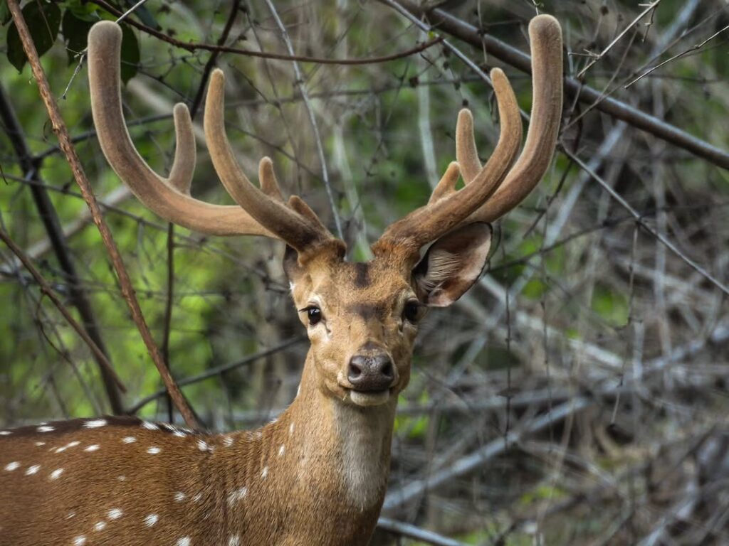 Kanha – The Kingdom of Barasingha