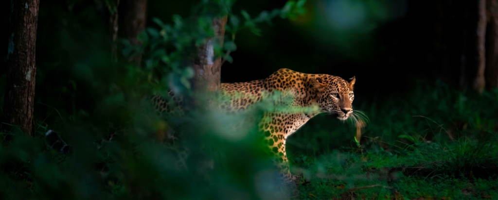 Jhalana Leopard Safari — Land of the Rock Leopards gallery image