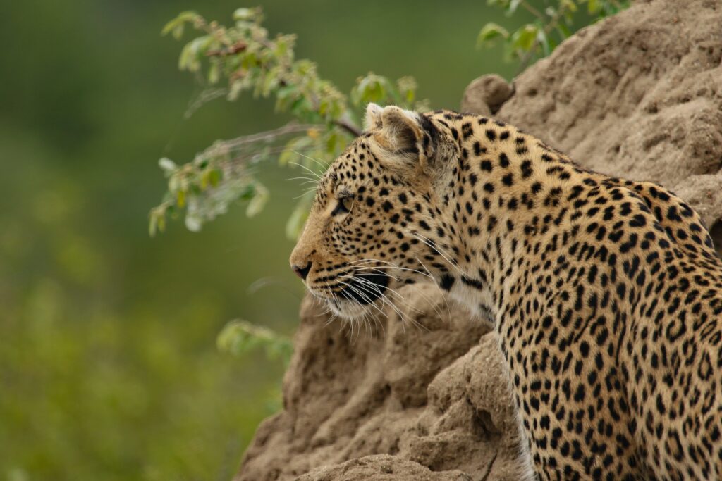 Jhalana Leopard Safari — Land of the Rock Leopards gallery image